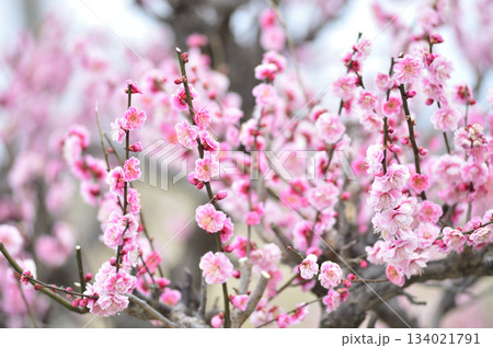いつか見た梅の花 134021791