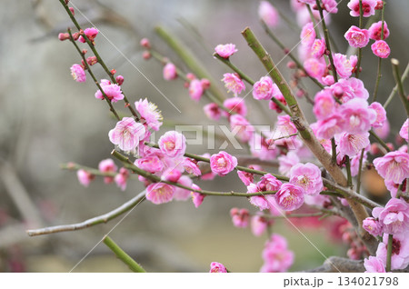 いつか見た梅の花 いつか見た梅の花 134021798