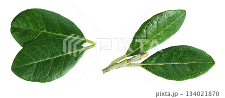 Leaves of Feijoa sellowiana, feijoa, pineapple guava and guavasteen isolated on white background Leaves of Feijoa sellowiana, feijoa, pineapple guava and guavasteen isolated on white background 134021870