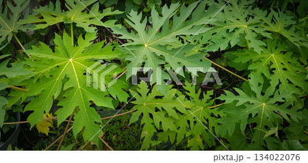 Vibrant, papaya leaves create a lush tropical feel in this close up nature image. Ideal for nature, garden, and botanical themes with fresh greenery and detailed venation 134022076