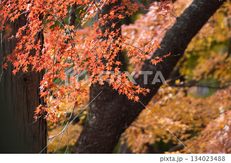 紅葉の森　群馬県嶺公園の遊歩道 134023488