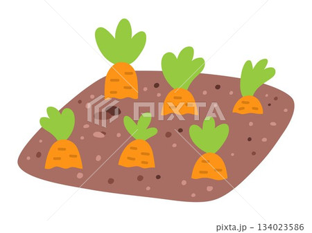 Nursery or seed bed icon with carrots. Vector garden, farm or Easter village sprouted plants isolated on white background. Flat spring vegetable illustration Nursery or seed bed icon with carrots. Vector garden, farm or Easter village sprouted plants isolated on white background. Flat spring vegetable illustration 134023586