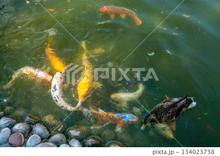 cARPS KOI in Japanese garden in Monaco (Monte Carlo) 134023738