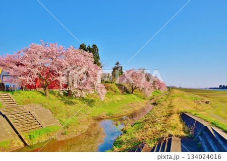 満開に咲く新潟県長岡市越路田園の桜 満開に咲く新潟県長岡市越路田園の桜 134024016
