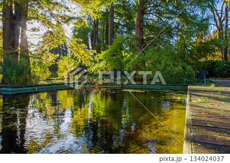 Yellow maple AND OTHER  leaves in water 134024037