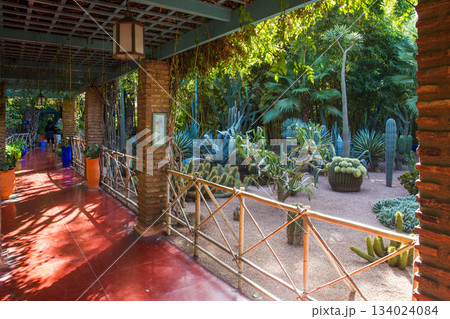 Cacti on rose sand  bamboo trees in amazing cacti Majorelle garden. View from covering footpath 134024084