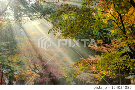 世羅町今高野山龍華寺　紅葉と光芒 134024089