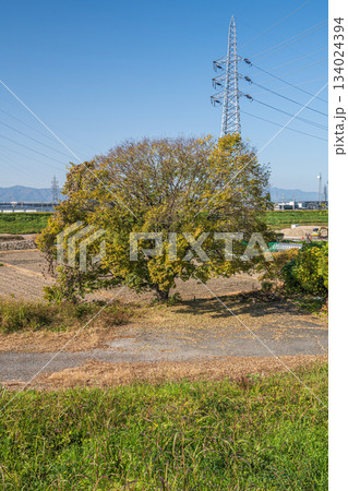 畑の側の黄葉した大木 京都市伏見区 畑の側の黄葉した大木 京都市伏見区 134024394