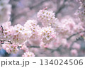 ピンクの桜 134024506