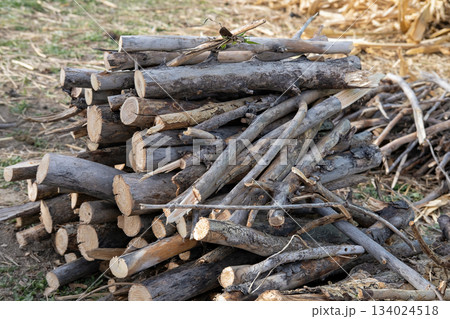 Large stack of freshly cut tree logs piled outdoors on dry grass with visible wood texture, annual rings and bark details under natural daylight in rural forest area 134024518