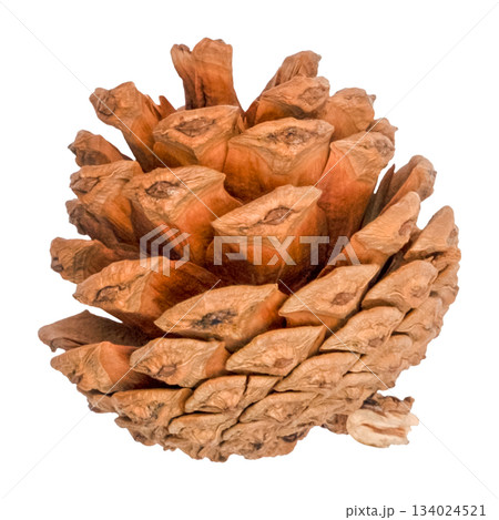 christmas pine cone isolated on white christmas pine cone isolated on white 134024521