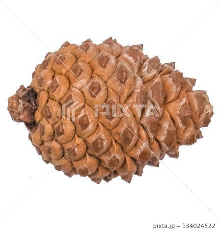 christmas pine cone isolated on white 134024522