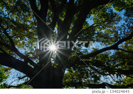 森の朝日 134024645