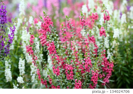 可愛い　アンゲロニアの花 134024706