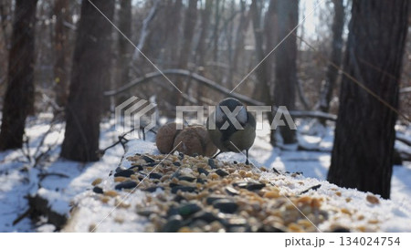 Cute tit bird pecking food from open feeding trough at snowy forest. Beautiful tomtit eating meal from wood feeder at sunny snow woodland. The scene captures care for wildlife and harmony of nature Cute tit bird pecking food from open feeding trough at snowy forest. Beautiful tomtit eating meal from wood feeder at sunny snow woodland. The scene captures care for wildlife and harmony of nature 134024754