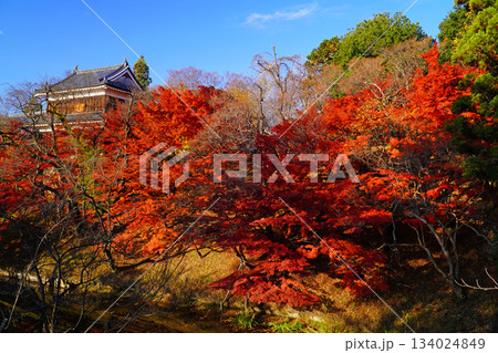 上田城跡公園の紅葉 上田城跡公園の紅葉 134024849