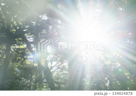 ブナの森に朝の光が差し込む風景　奥大山 134024878