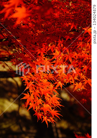 上田城跡公園の紅葉 134024879