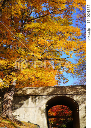 上田城跡公園の紅葉 上田城跡公園の紅葉 134024885