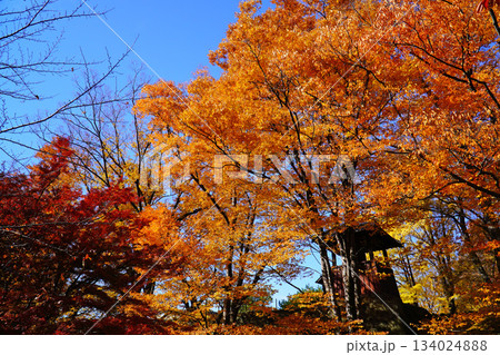 上田城跡公園の紅葉 134024888