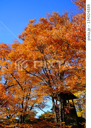 上田城跡公園の紅葉 134024889