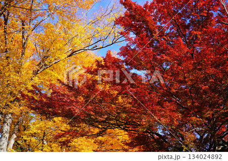 上田城跡公園の紅葉 上田城跡公園の紅葉 134024892