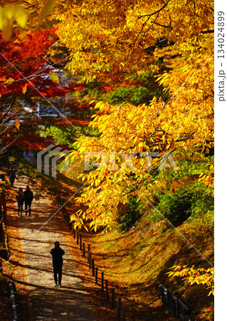 上田城跡公園の紅葉 134024899