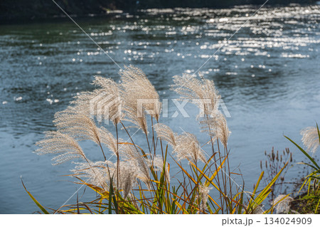 宇治川沿いのオギ　京都市伏見区 134024909