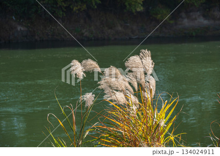 宇治川沿いのオギ　京都市伏見区 134024911