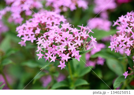 可愛い　ペンタスの花 134025051