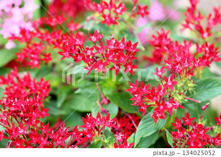 鮮やか　ペンタスの花 134025052