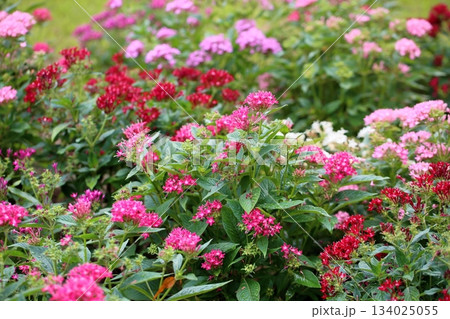 群生　ペンタスの花 134025055
