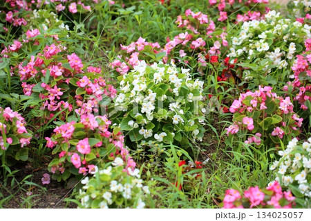 爽やか　ベゴニアの花 134025057