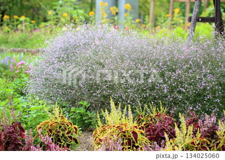爽やか　群生　バーベナの花 134025060