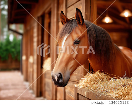 Horse in stable feeds on hay. Warm light highlights horse in stable. Horse in stable feeds on hay. Warm light highlights horse in stable. 134025138