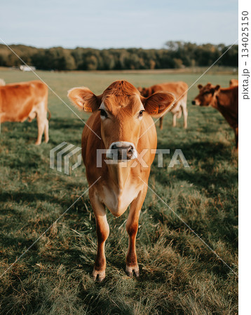 Cow stands in a pasture with other cows. Sunny afternoon light bathes the scene. Cow stands in a pasture with other cows. Sunny afternoon light bathes the scene. 134025150