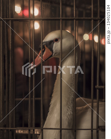 Swan peers through bars in a cage. Warm lighting highlights its white feathers. 134025184