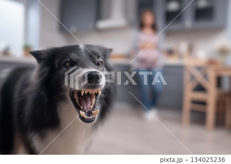 Dog snarling in kitchen. A blurred woman stands in the background. 134025236