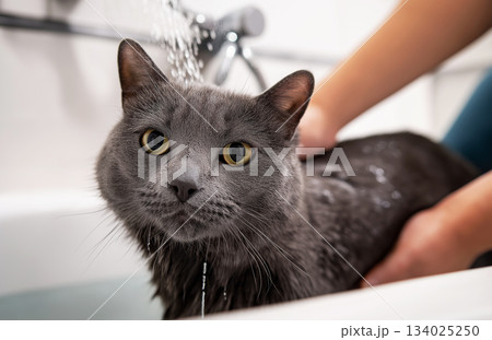 Gray cat being bathed in a bathroom sink. A person bathes the cat under running water. Gray cat being bathed in a bathroom sink. A person bathes the cat under running water. 134025250