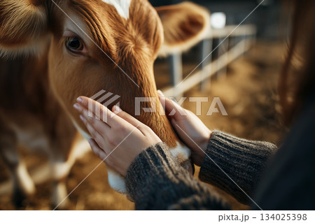 Cow being petted in a barn. Warm golden hour light bathes the scene. Cow being petted in a barn. Warm golden hour light bathes the scene. 134025398