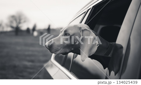 Dog leans its head out of a car window. Grayscale lighting adds contrast. 134025439