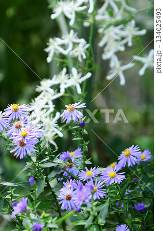 秋の庭のアスターとセンニンソウ 秋の庭のアスターとセンニンソウ 134025493