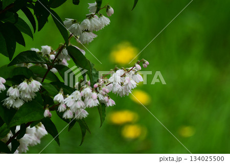 夏の庭のサラサウツギの花 134025500