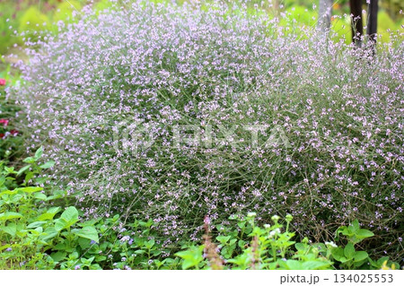 爽やか　群生　バーベナの花 134025553