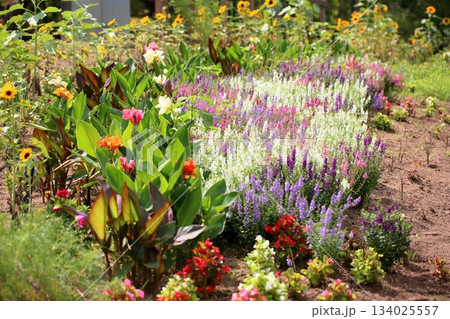 群生　アンゲロニアの花 134025557