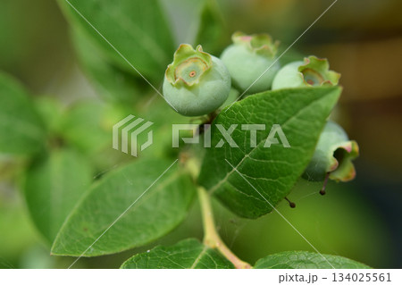 なりたてのブルーベリーのアップ 134025561