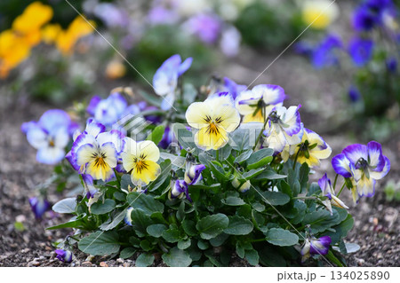 ビオラ Viola ビオラ Viola 134025890