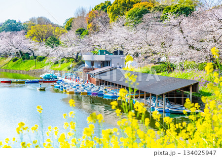 東京 桜満開の千鳥ヶ淵 東京 桜満開の千鳥ヶ淵 134025947