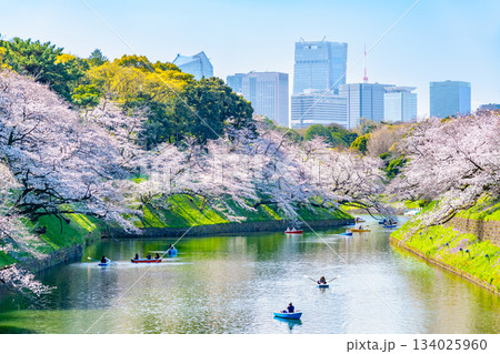 東京 桜満開の千鳥ヶ淵 134025960