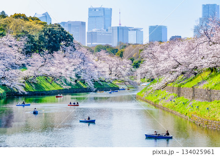 東京 桜満開の千鳥ヶ淵 134025961